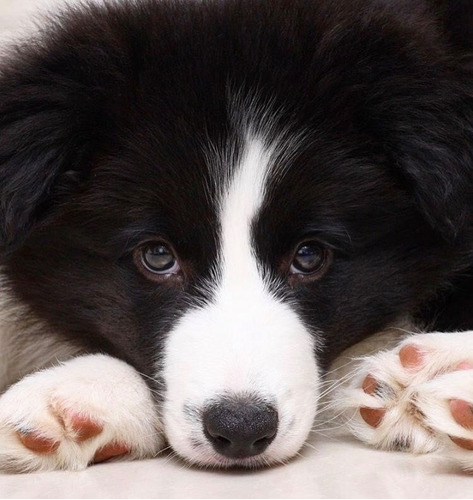 Border Collie Linaje  Importado 1901