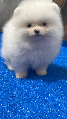 Menino Micro Lulu Da Pomerania