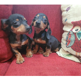 Dachshund Pelo Corto Kaninchen Machos Fca.  Divinos!!!!!