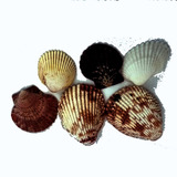 Caracoles De Mar. Conchas  Mas Catálogos 6