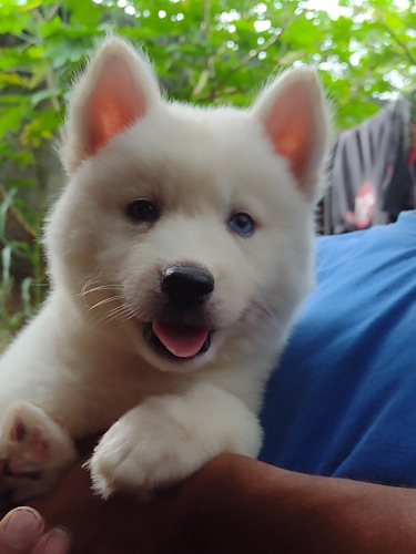 Filhote De Husky Siberiano 