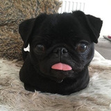 Pug Hembra 