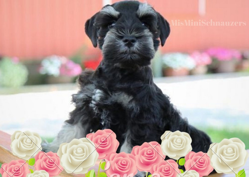 Schnauzer Miniatura Macho Sal Y Pimienta Exclusivo Misminisc