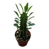 Cactus Árbol Africano  Suculentas  + Regalo