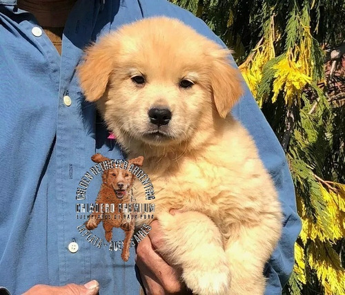 Cachorros 100% Puros Criadero Golden Retriever Argentina+-