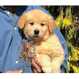 Cachorros 100% Puros Criadero Golden Retriever Argentina+-