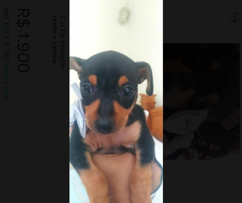 Pinscher Miniatura Macho E Fêmea A Pronta Entrega Com