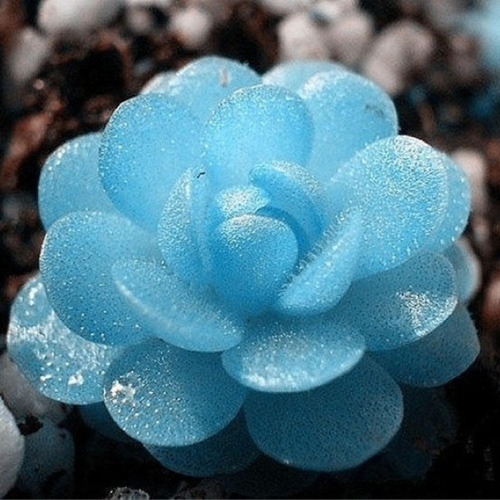 Semillas De Suculenta Piedra Azul Cristalina