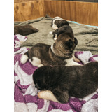 Akitas Americanos -hembras-wt974300544