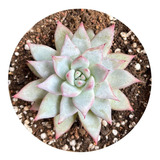 Suculenta Echeveria Colorata Pote 11