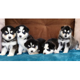 Cachorros Husky Siberiano Raza Pura 