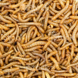 2.000 Larvas De Tenébrio Molitor/comum Vivas