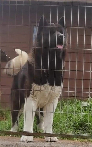 Hermosos Akita Americano Padres Inscritos