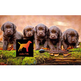 Preciosos Cachorros Labrador - Criadero Tribu