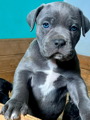 Cachorros Cane Corso Puros  