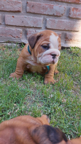 Cachorros Bulldog Inglés Disponibles.nacidos 4/12/23.. Y 