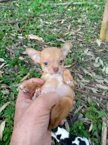 Cachorros Chihuahua