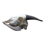 Cranio Natural De Bode (a) / Caveira