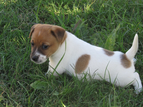 Jack Russell  Macho Bicolor Fca (seña)