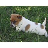 Jack Russell  Macho Bicolor Fca (seña)