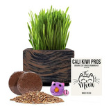 Kit De Hierba Gatera Orgánica Cali Kiwi - Compatible Con Gat