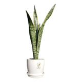 Sansevieria Espada De San Jorge + Maceta Premium