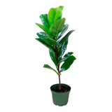 Planta Artificial Ficus Gomero Grande Interior + Maceta