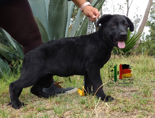 Cachorras Pastor Aleman Negro Sólido C/s Pedigrí 