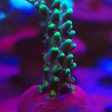 Acropora Tortuosa Turquoise - Para Aquário Marinho - Sps