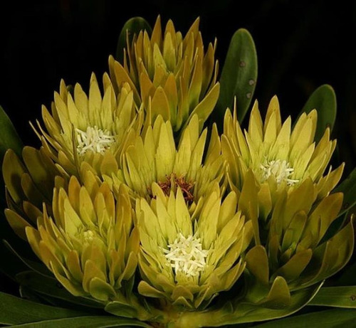 Protea Aulax Umbellata Arbusto Flores Raras Sementes P/ Muda