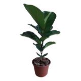 Ficus Lyrata - Pandurata (planta De Interior/exterior )