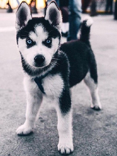 Husky Siberiano Cariñoso Con Los Niños