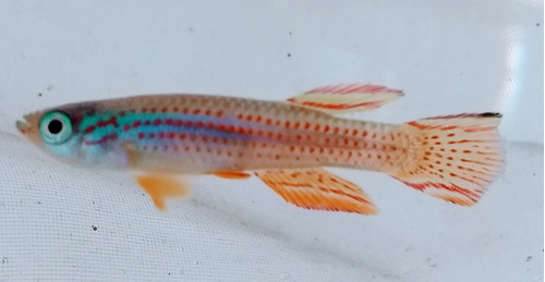 Kilifish Striatum (antes Da Compra Ler O Anúncio)