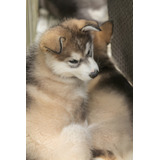Cachorros Alaskan Malamute Con Registro Perros Puppy Pet Can