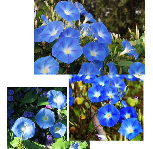 Semillas Flor Campañilla Azul Cielo Enredadera Y A