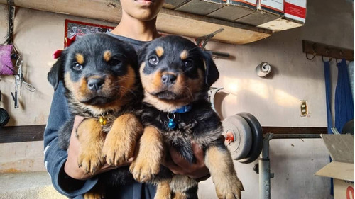 Cachorros Rottweiler Aleman  