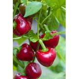 50 Semillas Chile Red Cherry Pepper Exotico Picante