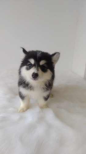 Cachorro Pomsky Comprar