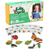 Life Cycle Kit Toy Montessori   S De Figuras  S, Juego ...