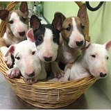 Filhotes Perfeitos De Bull Terrier Padrão Da Raça