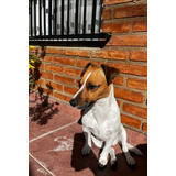 Jack Russell Terrier Para Servicio De Monta