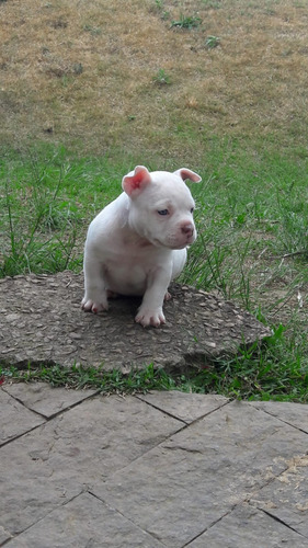 Filhotes American Bully Pocket Com Micro Pedigree + Brinde