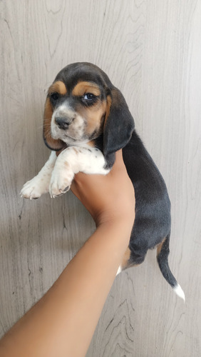 Beagle Cachorros Raza 100% Pura 