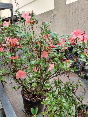 Azalea Indica- Color Salmon Sandia Para Jardines Exteriores 