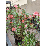 Azalea Indica- Color Salmon Sandia Para Jardines Exteriores 