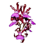 Orquídea Cattleya Elongata