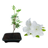 Bonsai De Azaléia Branca - Mudas Já Plantadas No Vaso