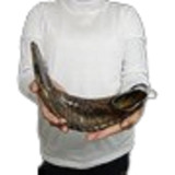 Shofar Ceremonial De-carnero-  45.7cm- Kosher (#343)