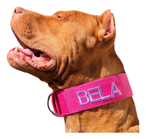 Coleira Personalizada Pitbull Rotweiller Labrador Doberman.