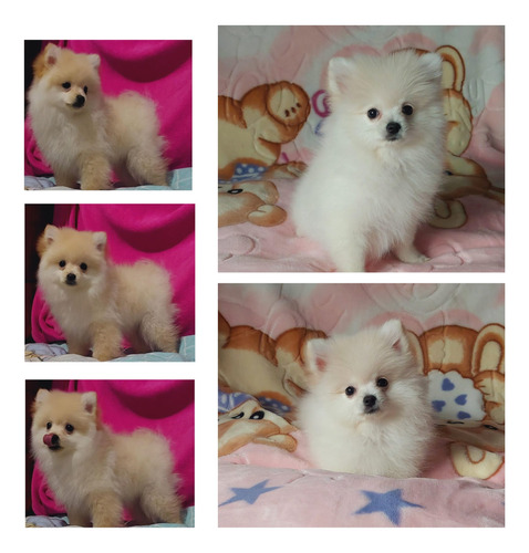 Hermosos Pomerania Lulu